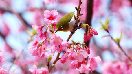 Spring Bird Amid Blossoms in Bloom wallpaper