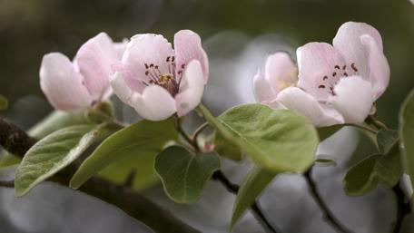 Spring Blossom of the Quince Tree in Full Bloom wallpaper