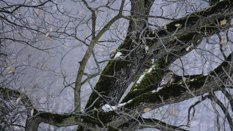 Winter Beauty of a Colorful Bird Perched on Branches wallpaper