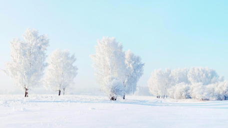 Enchanting Frosty Wonderland wallpaper