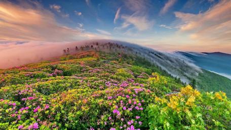 Misty morning wallpaper