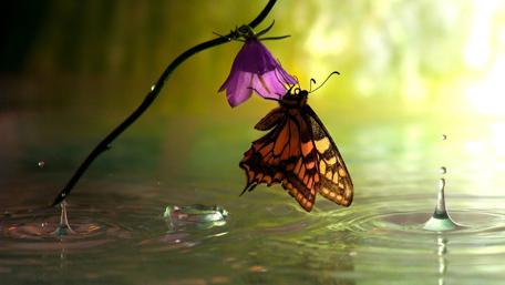 Butterfly Grace in Spring Rain wallpaper