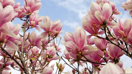 Magnolia Blossoms Herald the Arrival of Spring wallpaper
