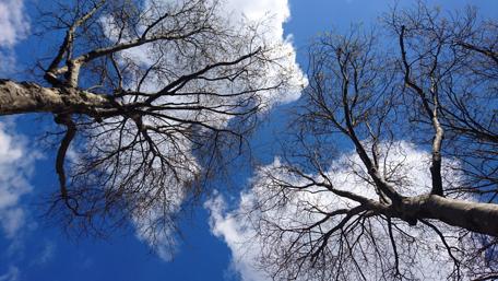 Looking Up at Sunny Blue Skies with Trees Above wallpaper