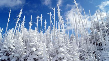 Winter Wonderland in a Frozen Pine Forest wallpaper