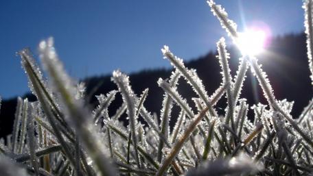 Frosty Morning Sunlight on Grass wallpaper