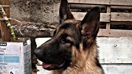 Majestic German Shepherd Portrait wallpaper