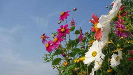 Vibrant Blooming Garden under a Clear Sky wallpaper