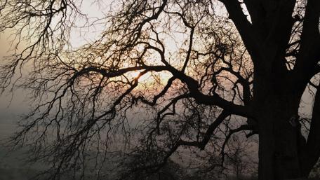 Serene Sunset Through Branches of a Tree wallpaper