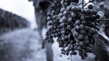 Monochrome Vineyard Harvest wallpaper