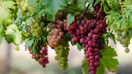 Lush Vineyard Dreams wallpaper