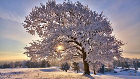 Winter Sunrise through Frosted Tree wallpaper