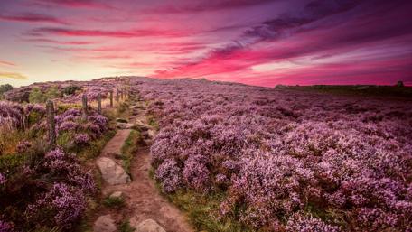 Enchanting Floral Path Under Pink Sky wallpaper