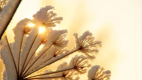 Delicate Winter Sunshine Through Snowy Branches wallpaper