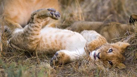 Adorable Baby Lion in the Wild wallpaper