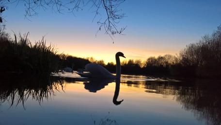 Serene Swan at Sunset Over Still Waters wallpaper