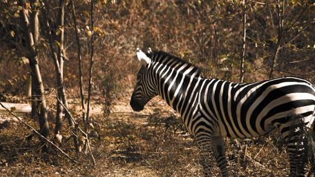 Majestic Zebra in Natural Habitat wallpaper