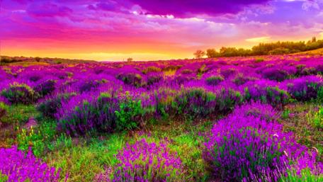 Purple Blossom Fields Sunset Splendor wallpaper