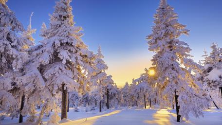 Majestic Winter Wonderland in Pine Forest wallpaper