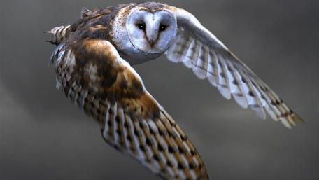 Majestic Owl in Flight wallpaper