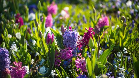 Vibrant Spring Bloom in Full Glory wallpaper