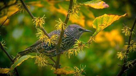 Vibrant Bird Among Autumn Leaves wallpaper