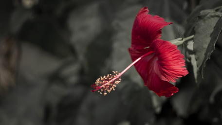 Vibrant Red Hibiscus Flower Wallpaper wallpaper