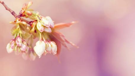 Delicate Blooms of Spring Season wallpaper