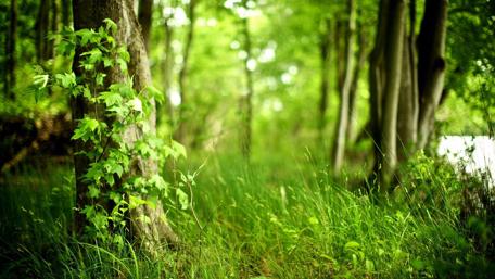 Lush Green Forest Embracing Spring Renewal wallpaper
