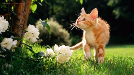 Cute Kitten in a Flower Garden wallpaper