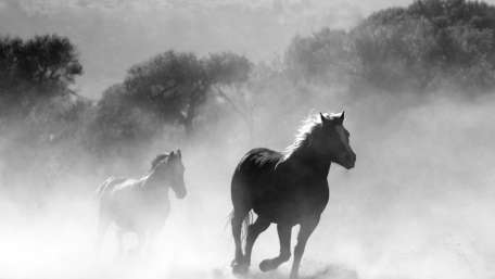 Galloping Through Dust in Monochrome wallpaper