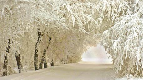 Winter Wonderland Pathway wallpaper