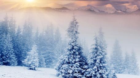 Winter Pines Under Gentle Sunrays wallpaper