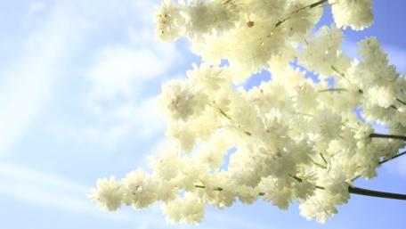 Blossoms Against a Clear Blue Sky wallpaper