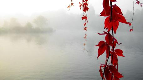 Misty Lake with Fiery Vines in the Foreground wallpaper