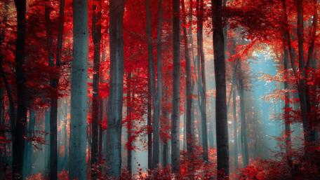 Vibrant Autumn Forest Awash in Red Light wallpaper