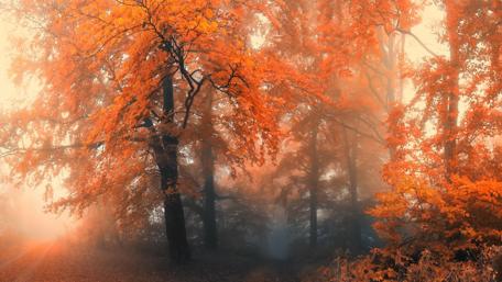 Misty Autumn Forest Wonder wallpaper