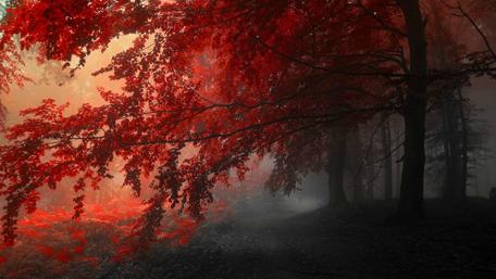 Vibrant Autumn Forest with Red Leaves wallpaper