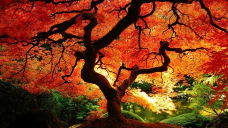 Majestic Autumn Tree in Vibrant Colors wallpaper
