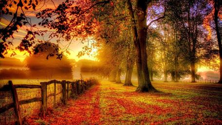 Golden Autumn Sunset Embrace wallpaper