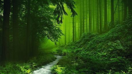 Lush Green Forest with Tranquil Creek Flowing Through Nature's Beauty wallpaper