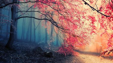 Dreamy Forest Path with Pink Trees wallpaper