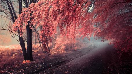 Twilight Pathway through Enchanted Forest wallpaper