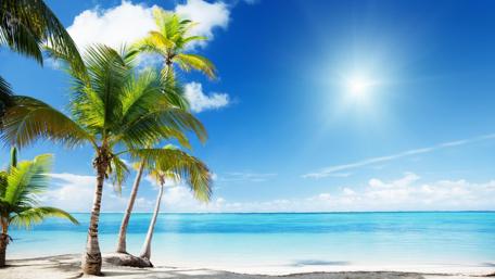 Sunny Beach Escape with Palm Trees wallpaper