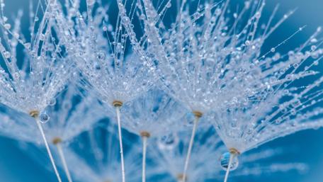 Dewdrops on Dandelion Whispers wallpaper