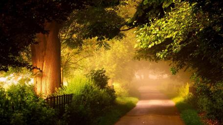 Enchanting Forest Pathway at Dusk wallpaper
