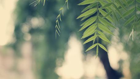 Serene Green Leaves Against a Soft Background wallpaper