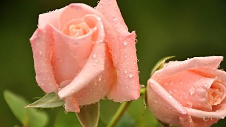 Fresh Dew on Blushing Roses wallpaper