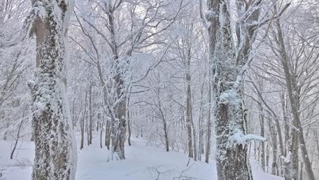 Winter Wonderland in the Forest wallpaper