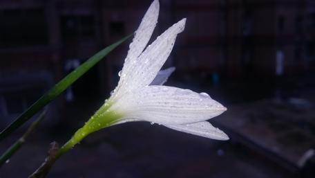 Elegant White Flower with Raindrops in Urban Setting wallpaper